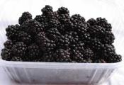 Blackberry Concentrate Health Benefits 
